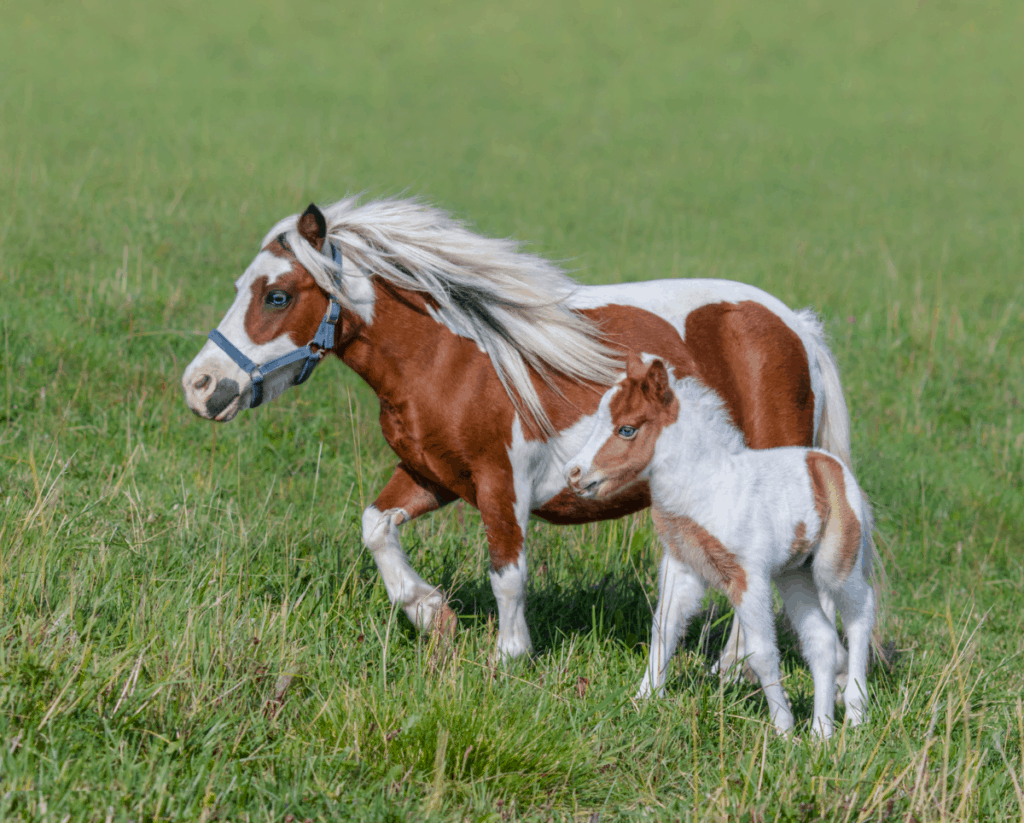 How Much Does a Miniature Horse Cost? Average Monthly Cost of Owning