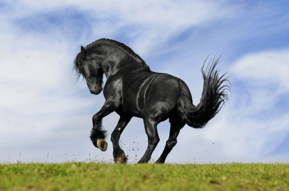 Unique Names for Black Horses – Best Horse Rider