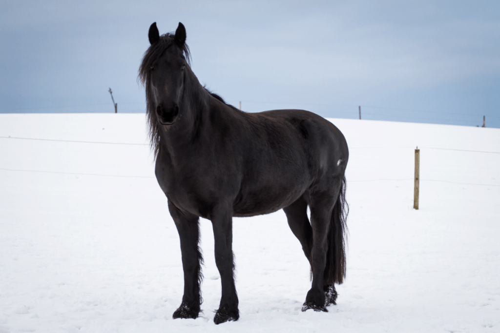 How Much Are Friesian Horses Worth