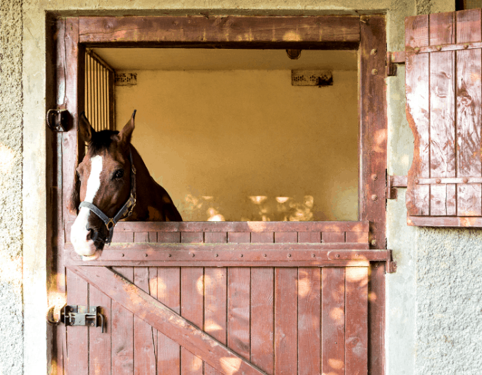 Average Cost to Board a Horse – Best Horse Rider