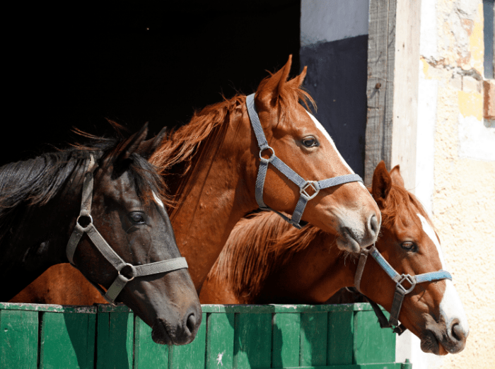 Average Cost to Board a Horse – Best Horse Rider