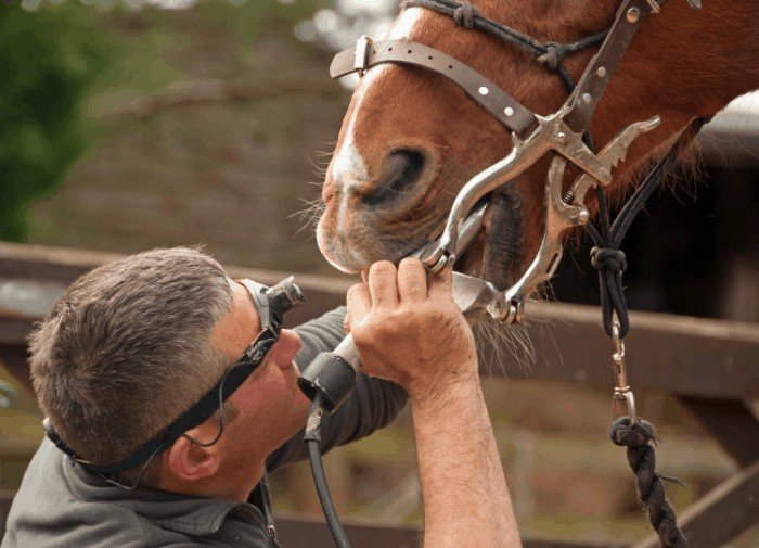 Does Floating A Horse’s Teeth Hurt?  | Does Floating A Horse