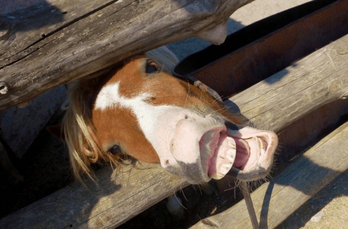 When Should A Horse Have Its Teeth Floated? | Why Is Floating A Horse