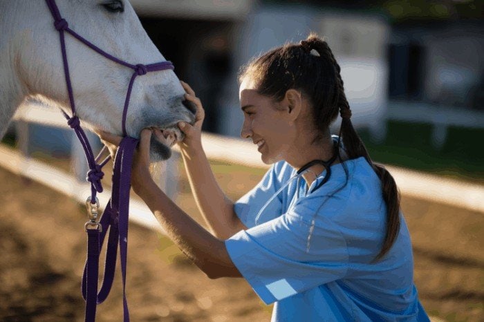 How to Care for Your Horse’s Teeth | How to Care for Your Horse