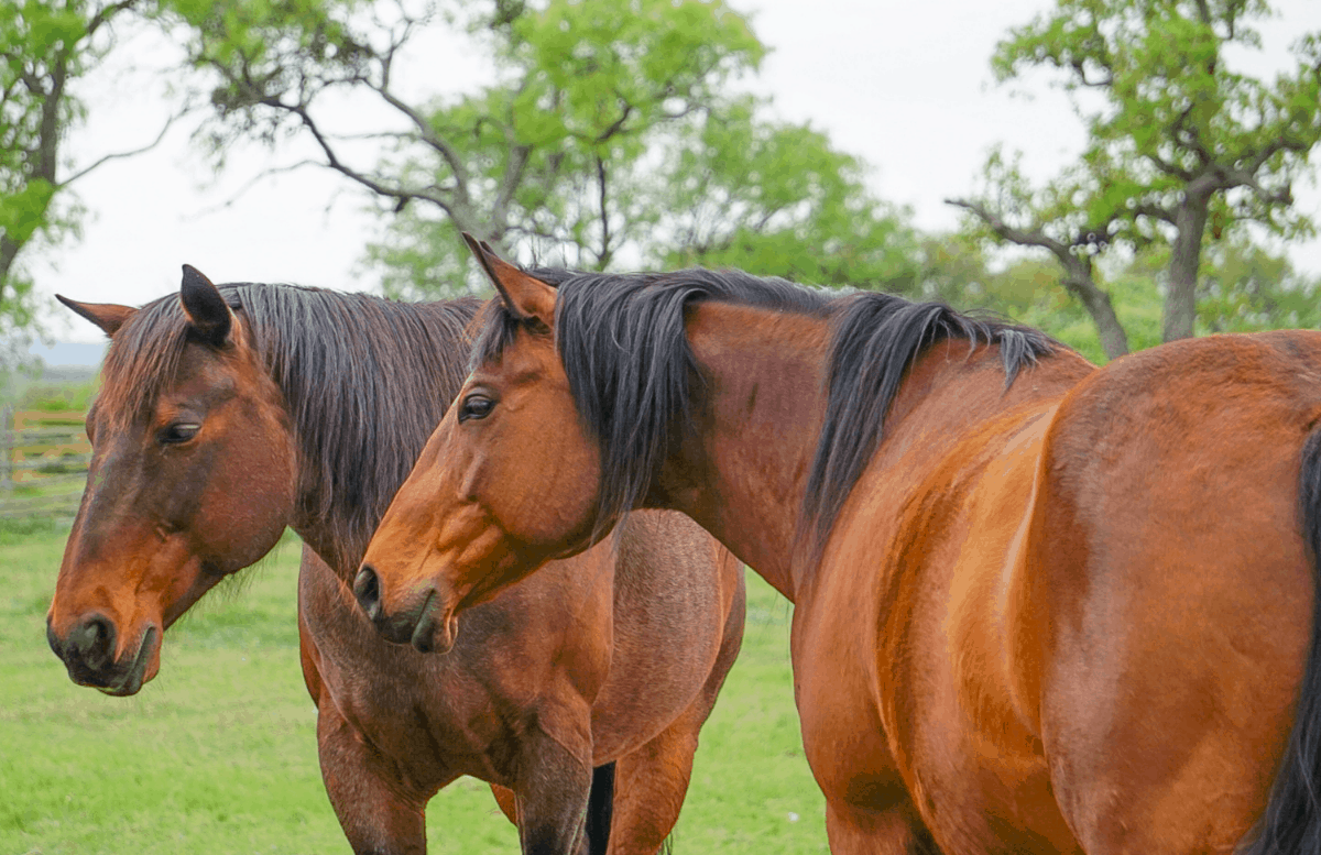Understanding Your Horse’s Body Language Horse Ears Language Chart
