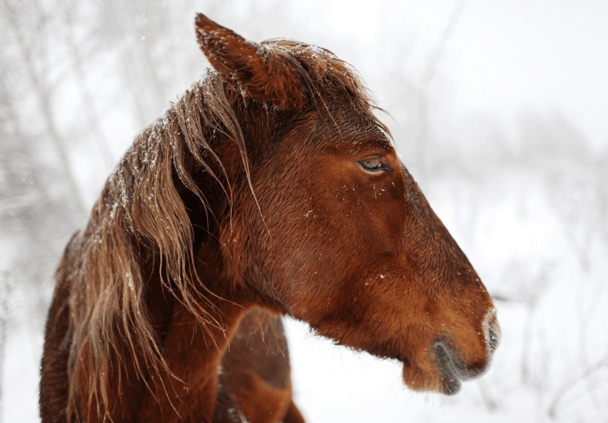 why-do-horses-snort-best-horse-rider