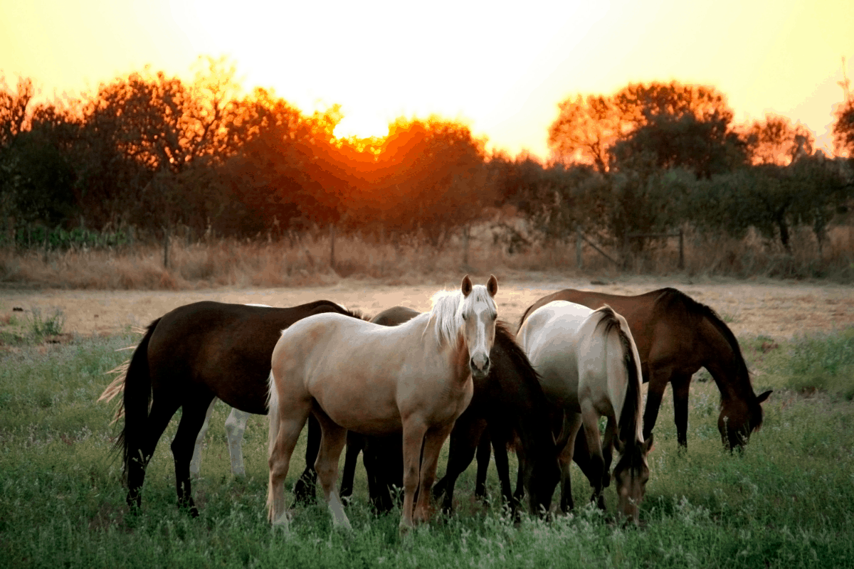 deworming horses schedules programs horse