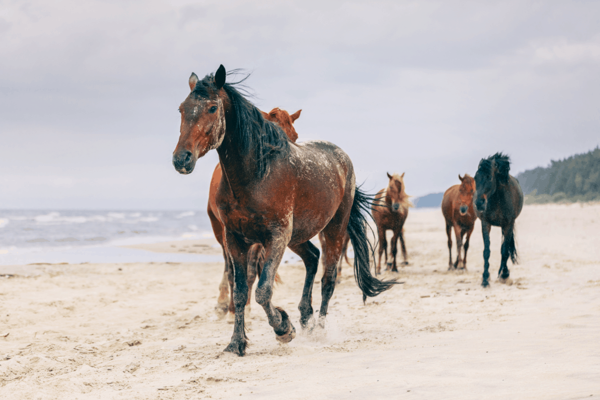 How Fast Do Horses Walk? Best Horse Rider