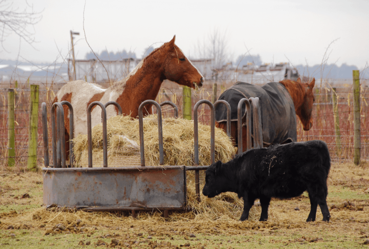 Best Slow Feeders For Horses On The Market Best Horse Rider