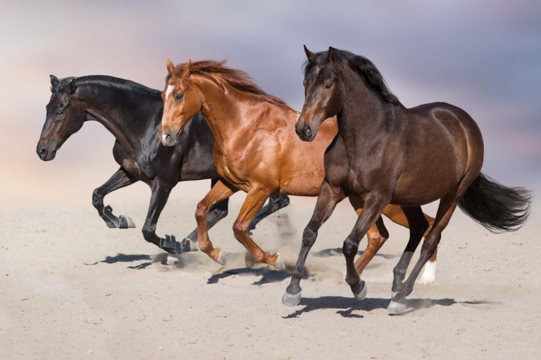 The Fastest Horse Breed & What Makes It Fast? Best Horse Rider