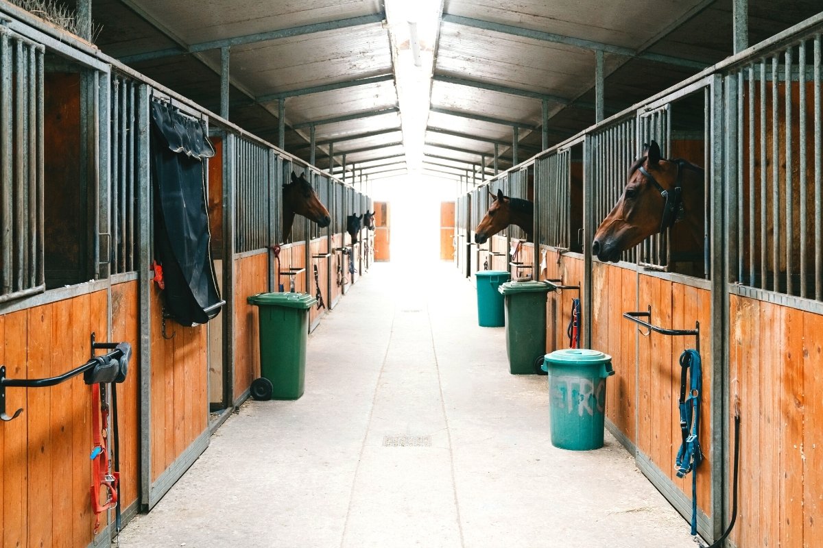 what-is-the-ideal-size-of-a-stall-for-an-adult-horse-archives-best