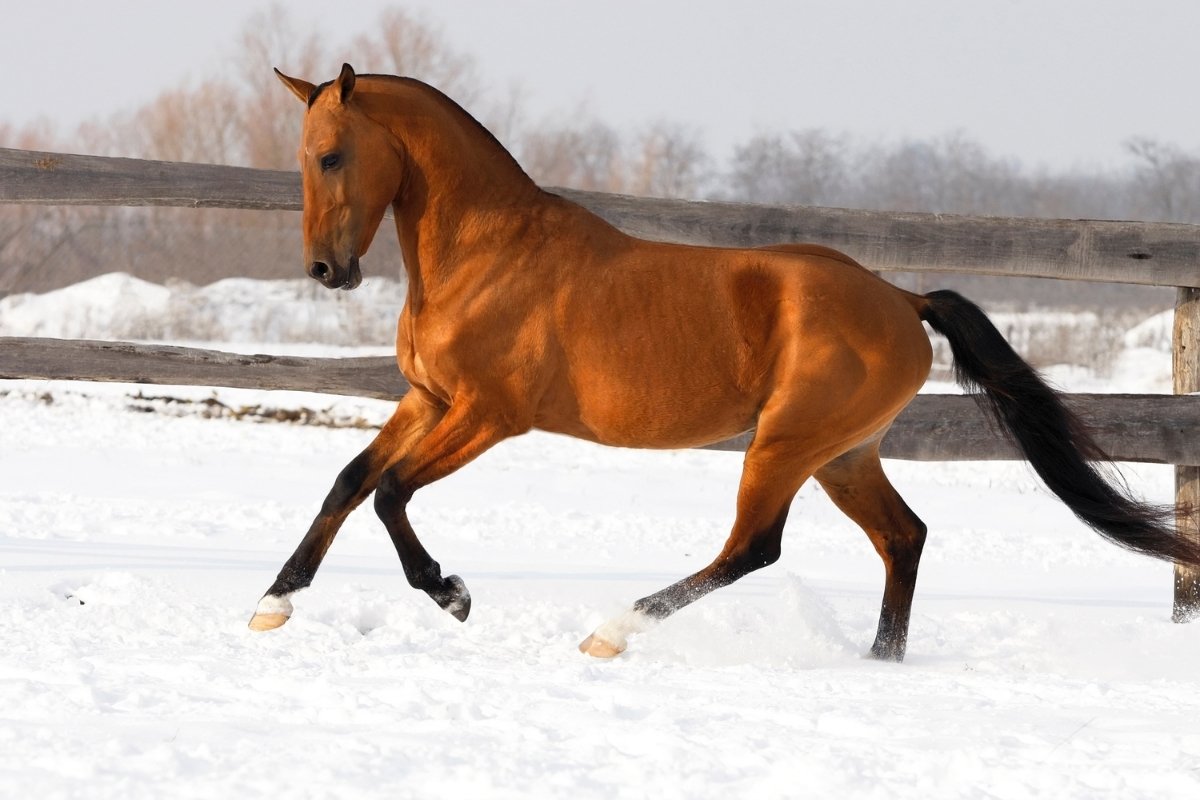 how-fast-can-a-horse-gallop-at-top-speed-best-horse-rider