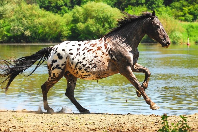 what-is-a-spotted-horse-called-it-depends-best-horse-rider