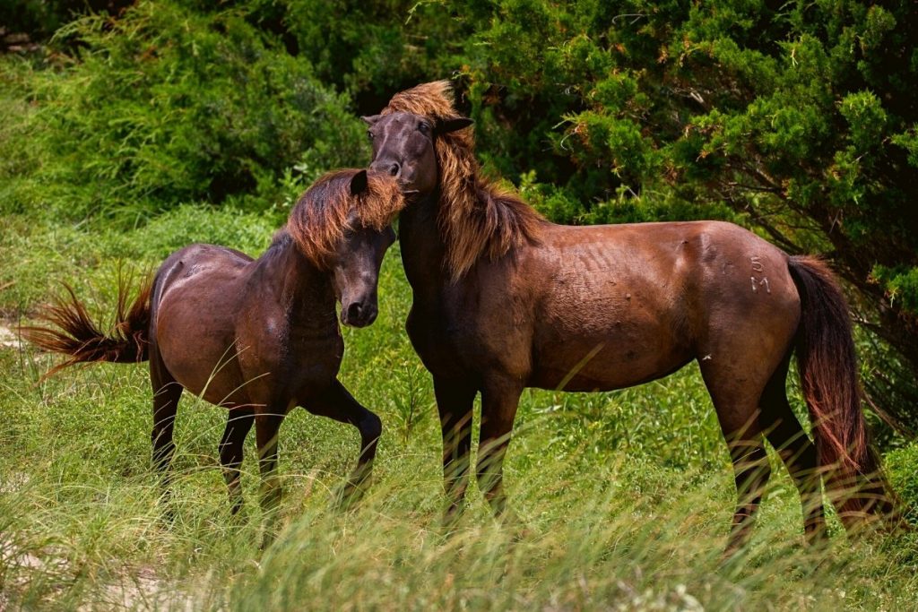 what-s-the-difference-between-male-and-female-horses-best-horse-rider