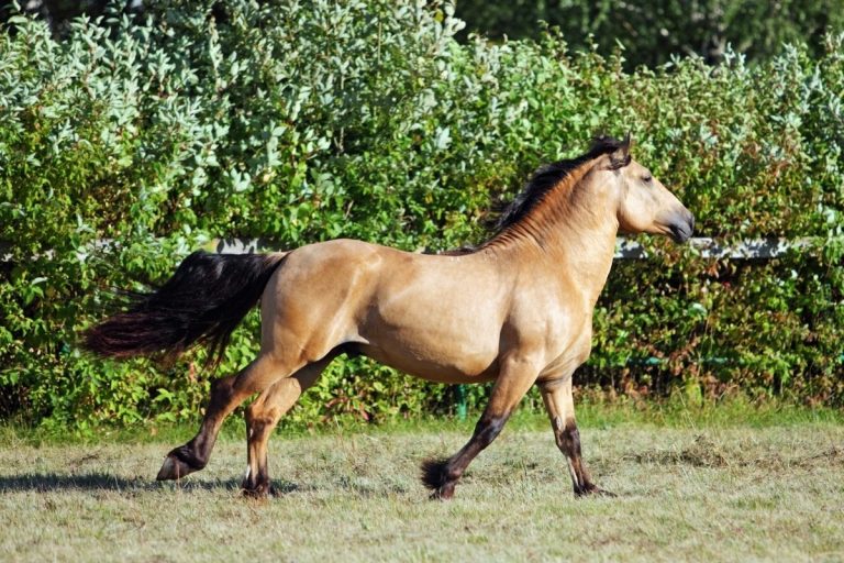 what-is-a-gaited-horse-best-horse-rider