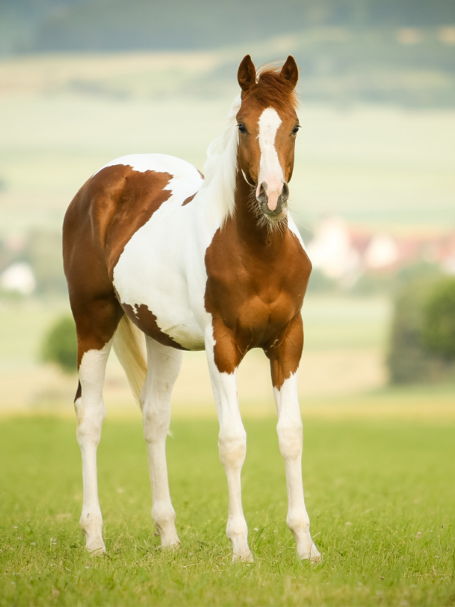 Pinto vs Paint Horse What’s the Difference? Best Horse Rider