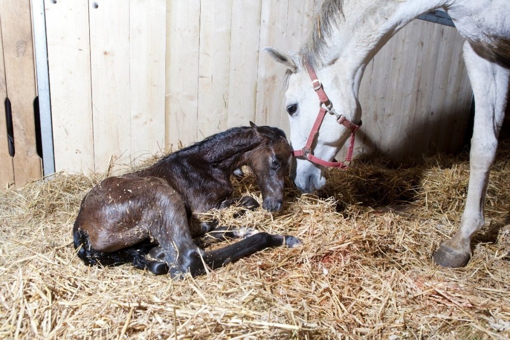 How Long Does It Take For A Horse To Give Birth? - Best Horse Rider