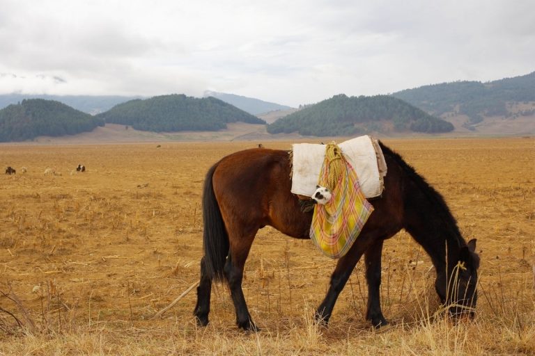 how-to-put-weight-on-a-senior-horse-best-horse-rider