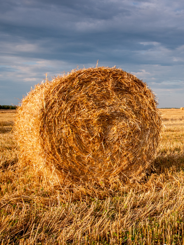 chopped-hay-for-senior-horses-best-horse-rider