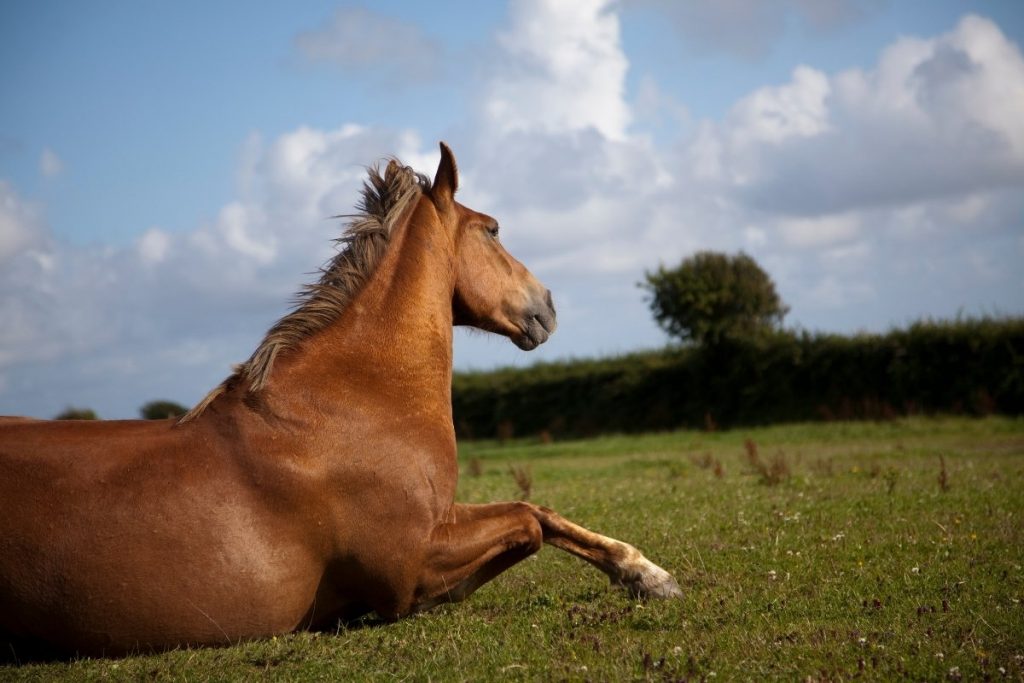 do-horses-lay-on-their-side-odd-horse-behavior-explained