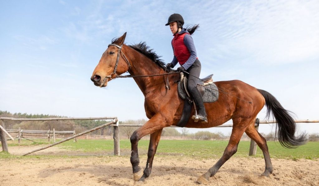 how-many-calories-do-you-burn-riding-a-horse-best-horse-rider