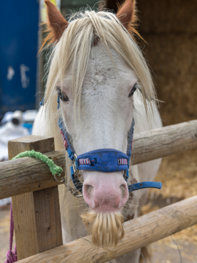 why-do-horses-grow-mustaches-best-horse-rider