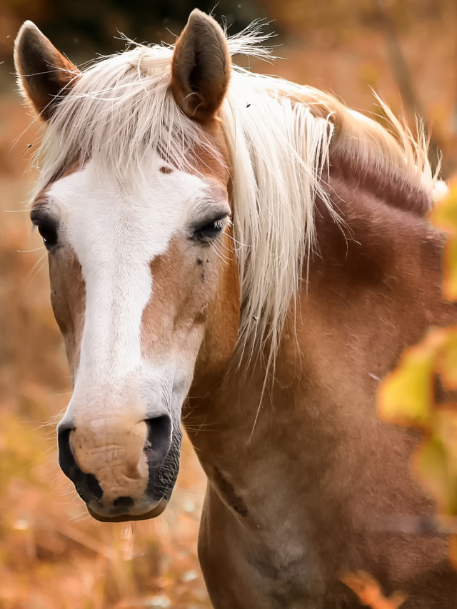 Horse Temperament Scale Explained Best Horse Rider