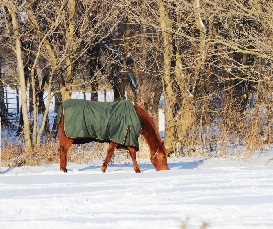 How To Measure A Horse For A Blanket? - Best Horse Rider