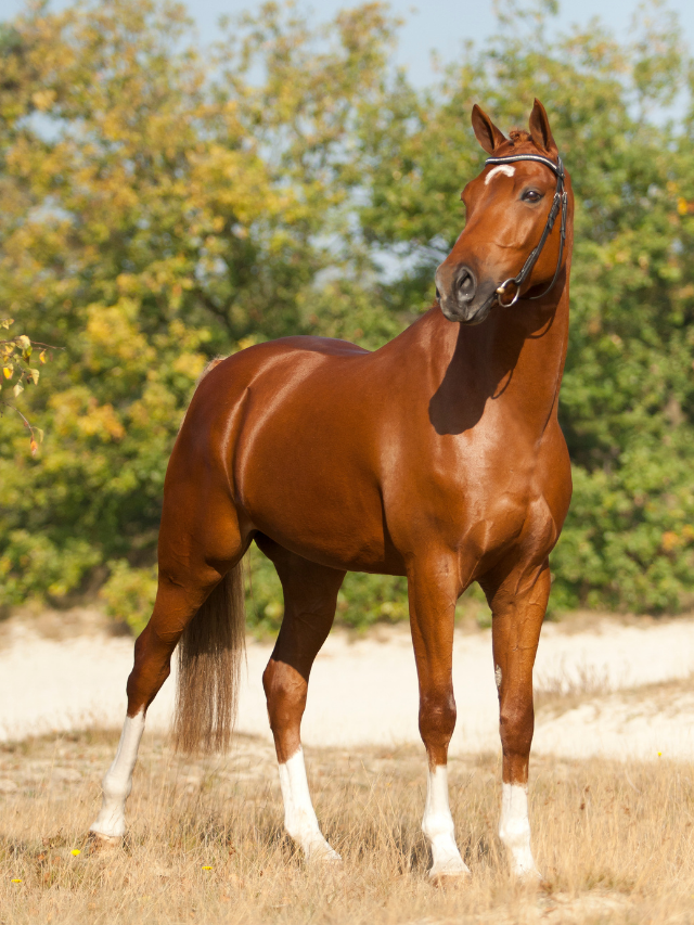 Good Names For Brown Horses - Best Horse Rider