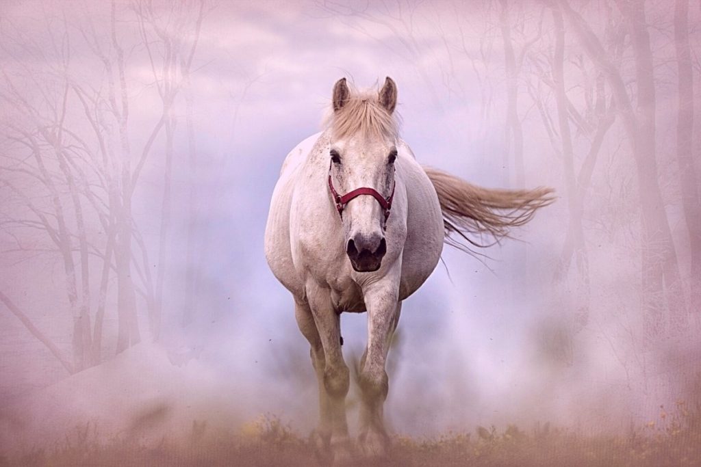 What Does White Horse Represent In The Bible