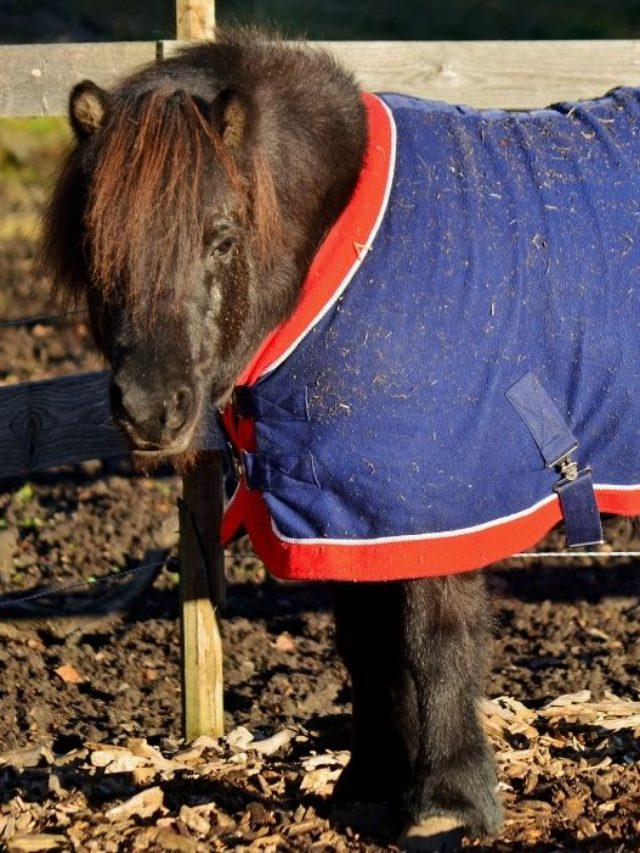 Best Pony Blankets For Winter Best Horse Rider