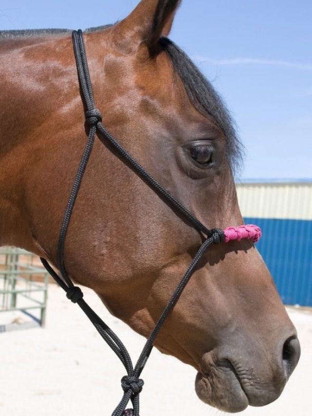 How Do You Tie A Rope Halter? Best Horse Rider