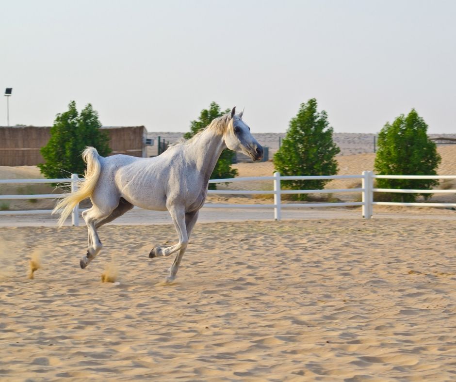 Tulsa Arabian Horse Show? Best Horse Rider