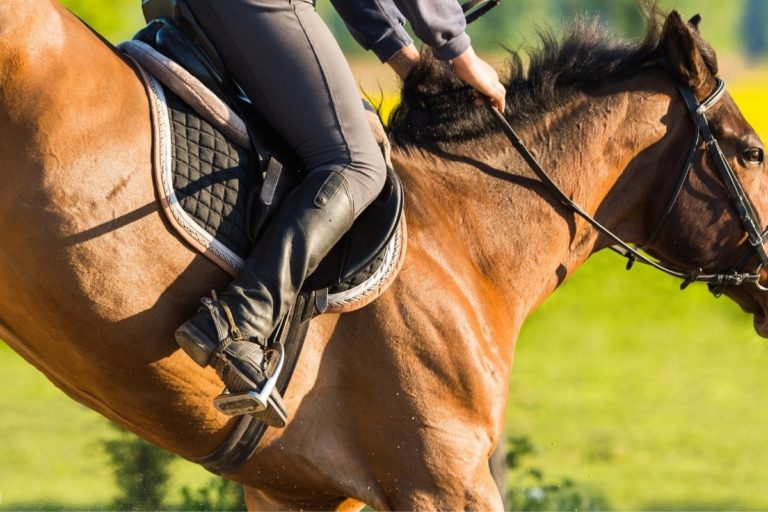 7 Best Stirrups For Jumping Best Horse Rider