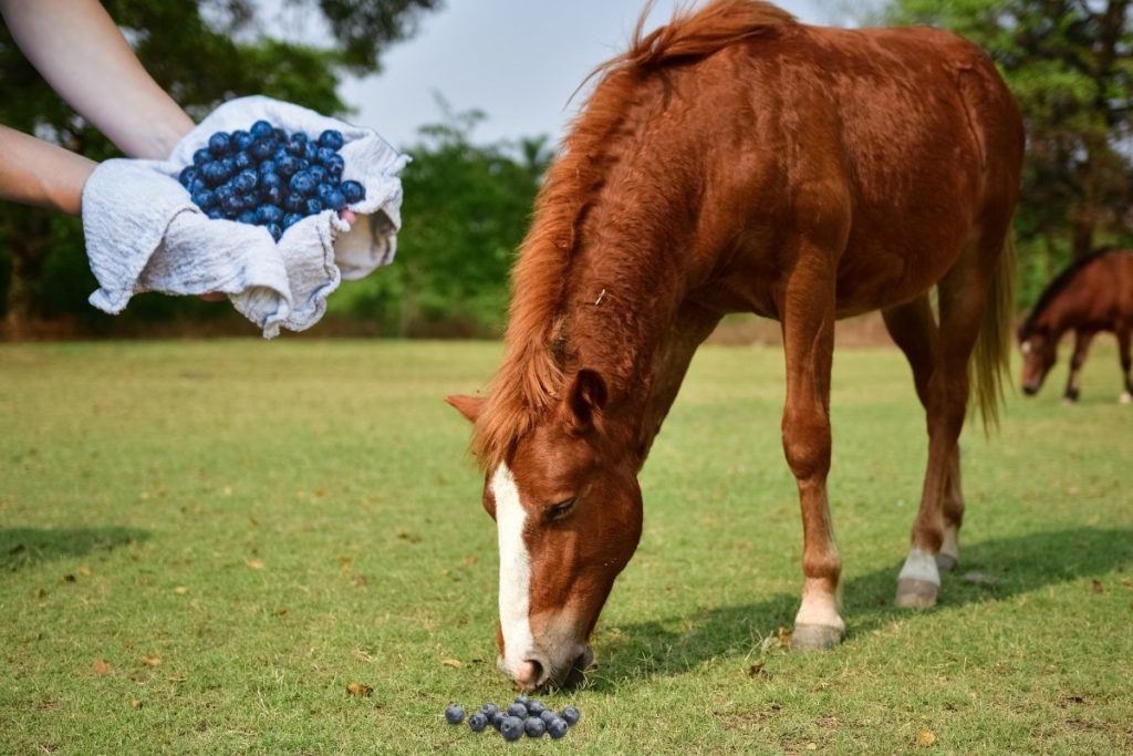 can-horses-eat-blueberries-and-other-fruits-best-horse-rider