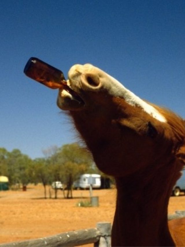 Cavalos podem beber cerveja? E a cerveja é boa para cavalos? - Melhor ...