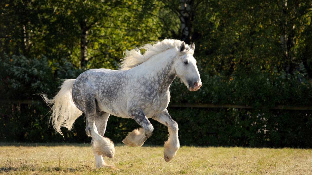 Foto de Cavalo Cinza Dapple Pulando Sobre Obstáculo e mais fotos