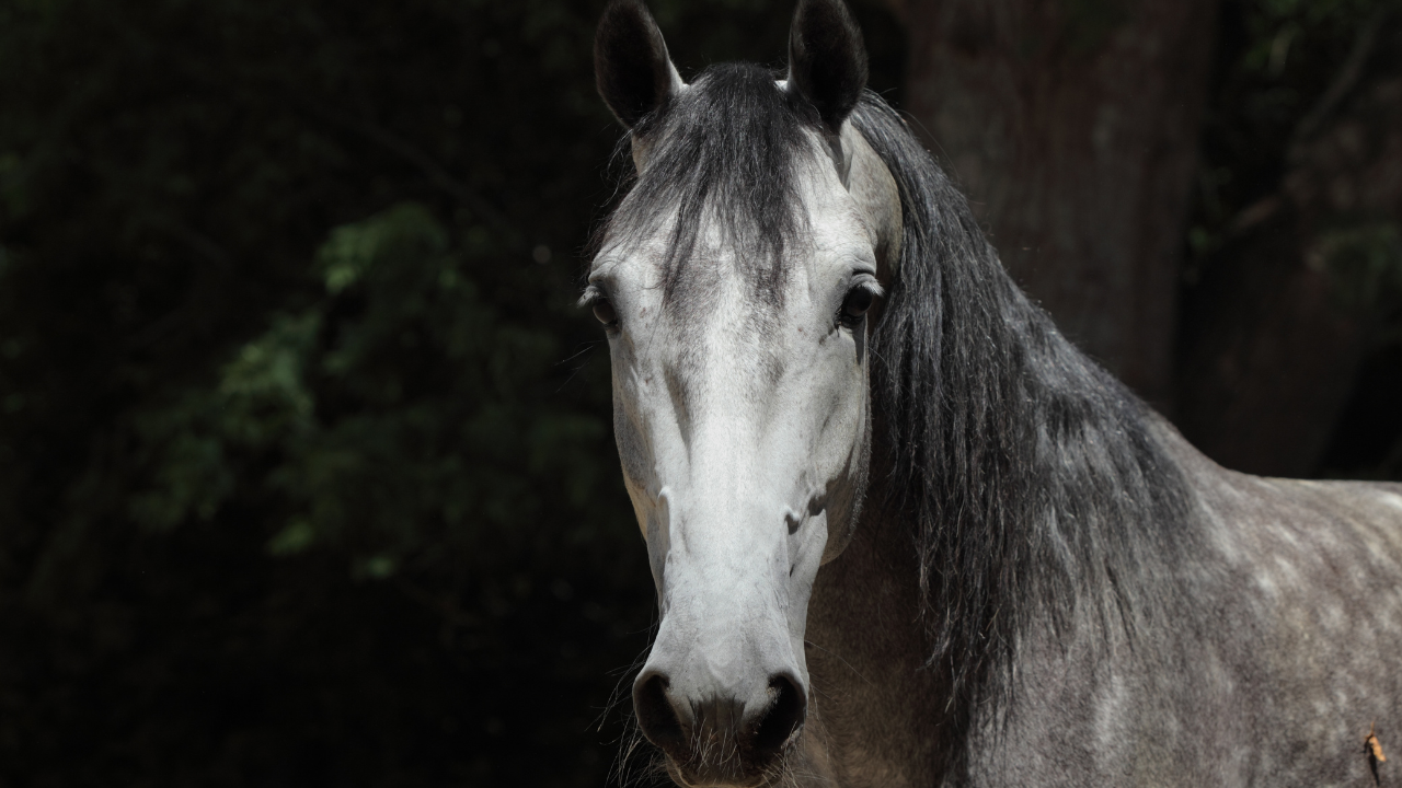 Foto de Cavalo Cinza Dapple Pulando Sobre Obstáculo e mais fotos