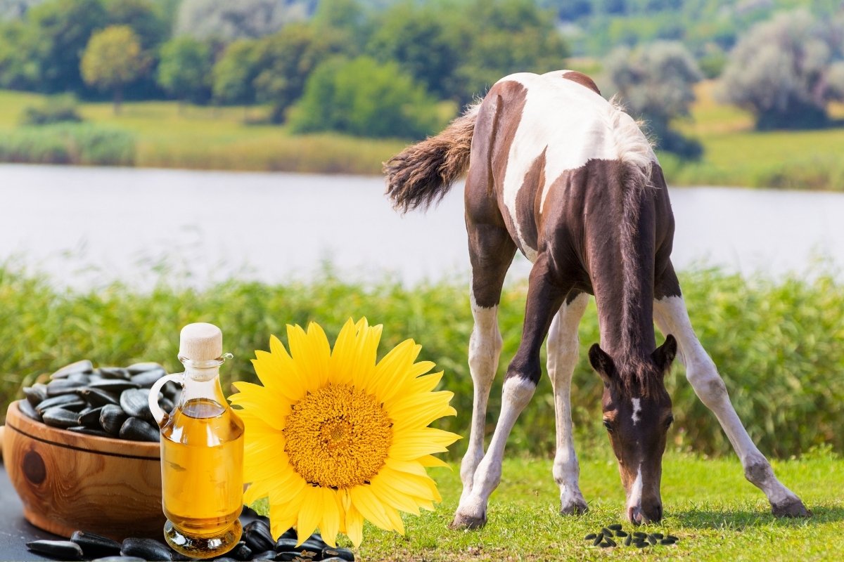 Semillas de girasol de aceite negro para caballos: 3 grandes beneficios