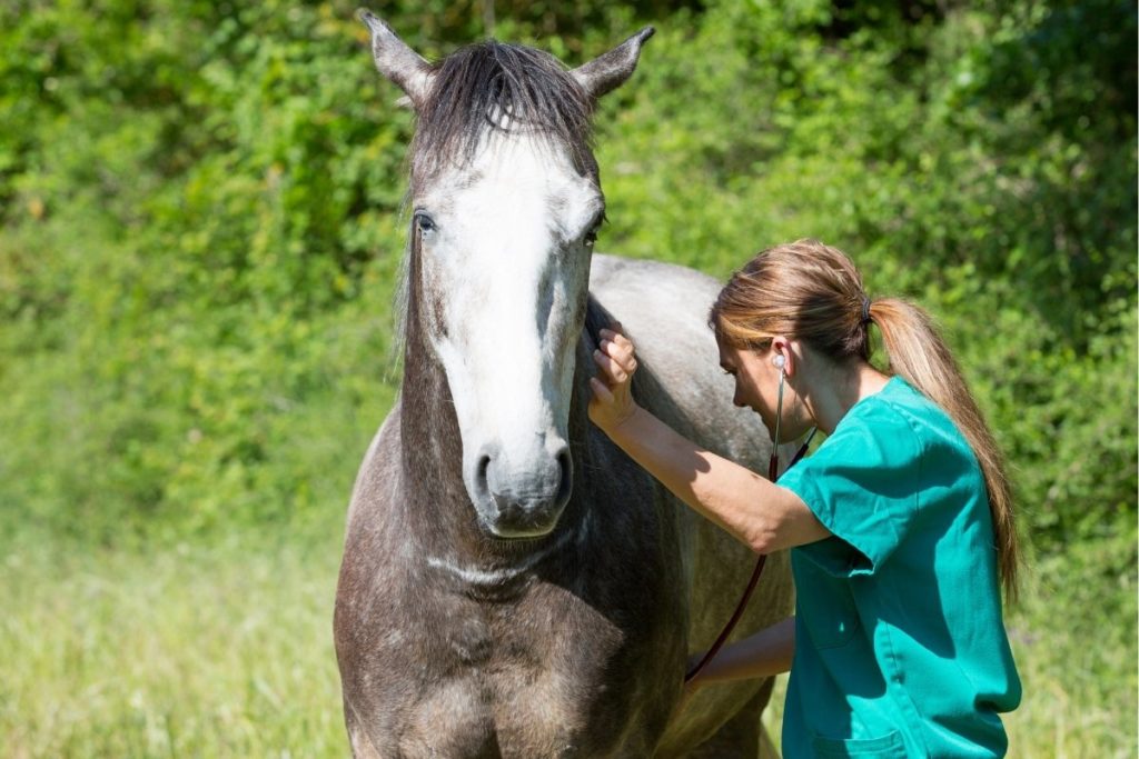 How Much Money Does An Equine Vet Make A Year