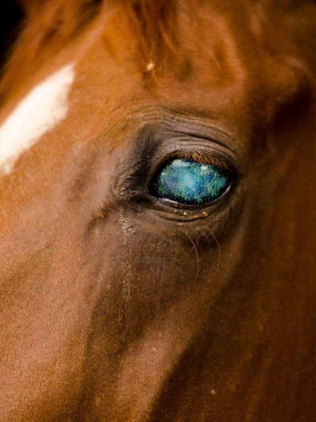 6-ways-to-treat-an-eye-ulcer-in-horses-best-tips-from-a-vet-best