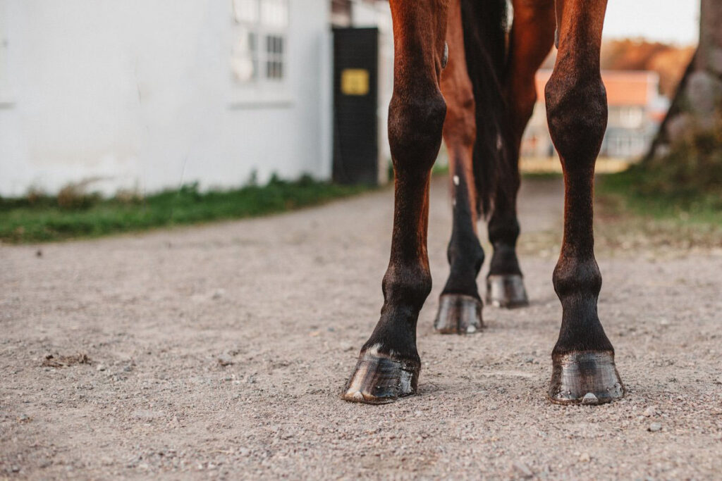 how-to-best-heal-tendon-sheath-injury-on-extensor-tendons-on-a-horse