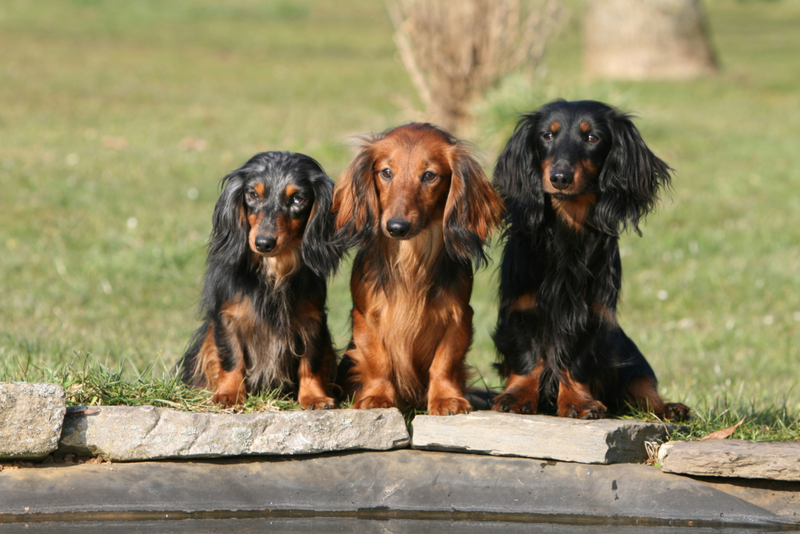 How to Choose the Right Dog Spa Services | Alamy Stock Photo