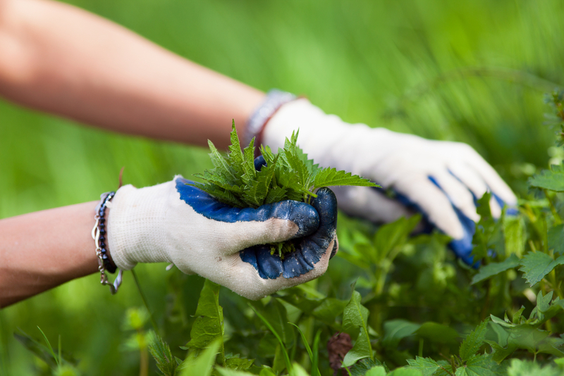 Why You Should Add Stinging Nettle to Your Diet | Slatan/Shutterstock