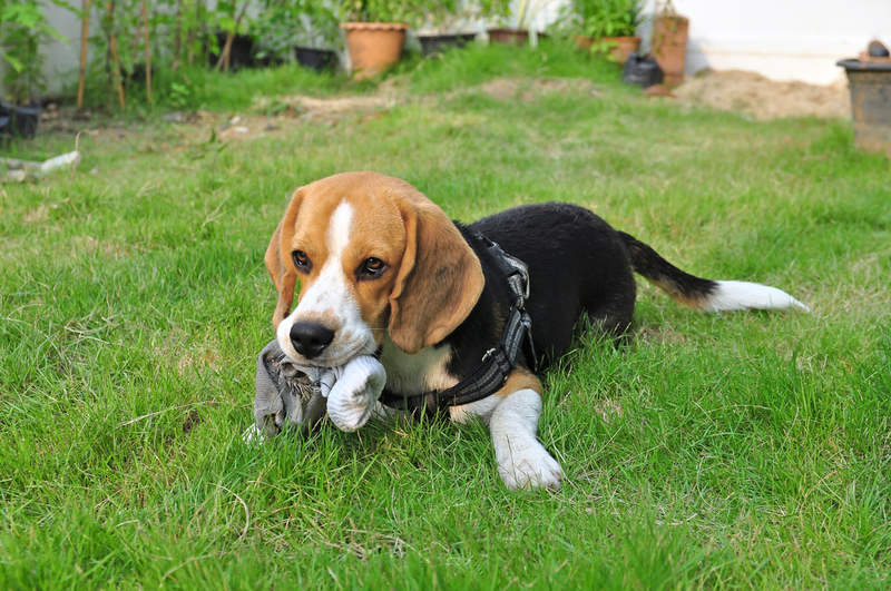 Socks for Snacking | Shutterstock