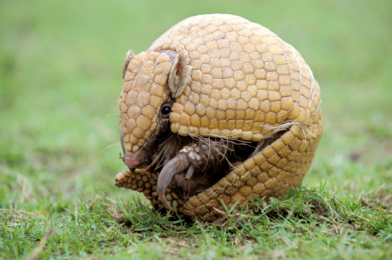 Knights in Shining Armor: Where Can You Find and What Should You Know About Armadillos? | Alamy Stock Photo