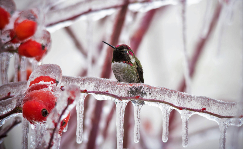 How Peruvian Hummingbirds Survive Freezing Cold Nights | Shutterstock