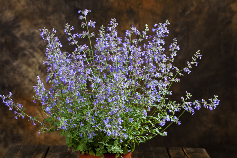 Can Catnip Win The Fight Against Mosquitoes? | Getty Images/ Westend61