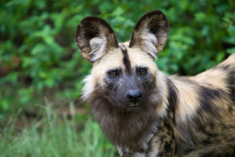 African Wild Dog | Alamy Stock Photo