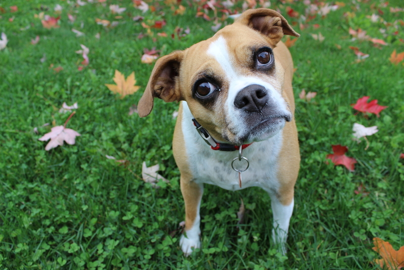 The Scientific Explanation as to Why Dogs Are So Friendly | Shutterstock